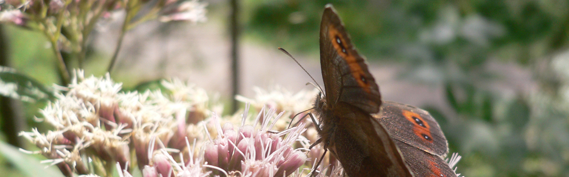 Schmetterling